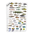 Klistermärken Playbox Fiskar 300st/fp