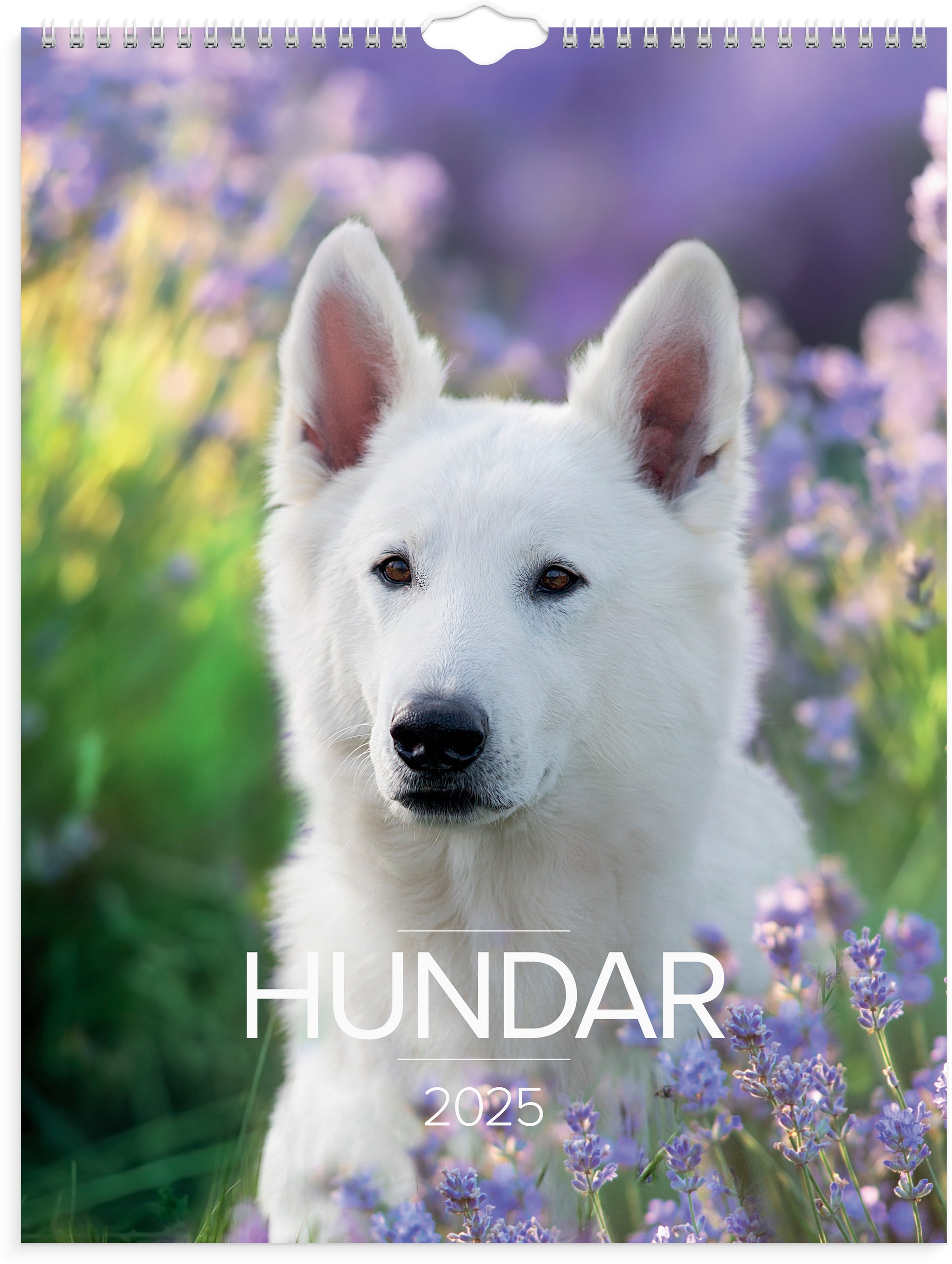 Hund 2025 Erika Jacinta